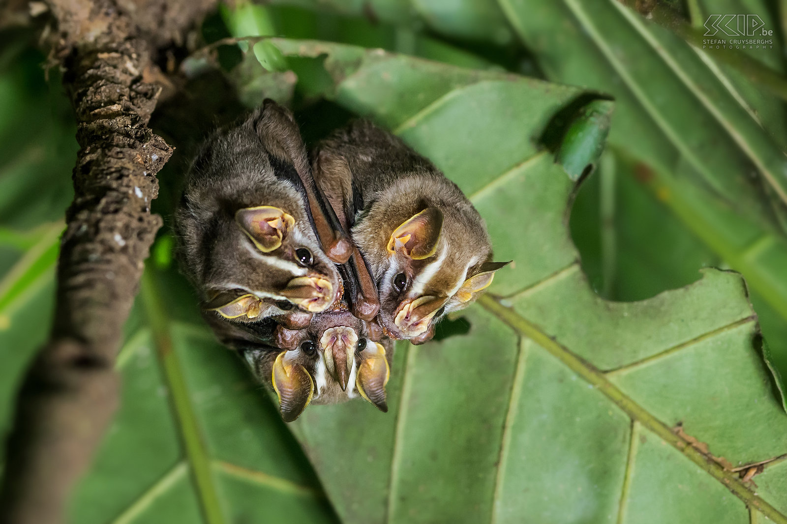 La Selva - Prieelvleermuizen De prieelvleermuizen (tent-making bat) is een middelgrote vleermuis die voorkomt in laagland bossen in Costa Rica. Hun kop wordt gekenmerkt door een vlezige brede neus en vier witte strepen. Ze hebben een boeiend en merkwaardig gedrag; ze bijten de hoofdnerf van een groot blad door zodat de helft omgevouwen wordt en een soort tent creëert die beschutting biedt tegen zon, wind en tropische regens. Ze slapen overdag en 's nachts ze eten fruit en soms insecten, bloemen en nectar. <br />
 <br />
Ik wilde deze nachtdieren niet te veel verstoren, dus gebruikte ik mijn flits niet. Ik verhoogde de ISO en gebruikt een kleine LED-licht om wat bij te lichten. Stefan Cruysberghs